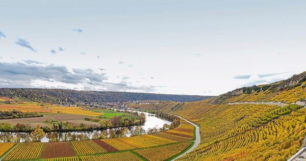 Bald kommt auch am Käsberg in Mundelsheim der Herbst. Noch geben die Rebflächen ein weitgehend geschlossenes Bild ab (Archivfoto Bald kommt auch am Käsberg in Mundelsheim der Herbst. Noch geben die Rebflächen ein weitgehend geschlossenes Bild ab (Archivfoto).