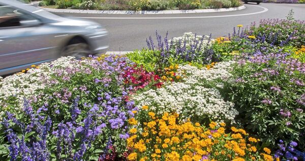 Damit Blumen wie am Oßweiler Kreisel schön bleiben, werden sie von städtischen Beschäftigten gegossen – auch bei Hitze. Damit Blumen wie am Oßweiler Kreisel schön bleiben, werden sie von städtischen Beschäftigten gegossen – auch bei Hitze.