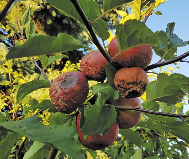Neben den verfaulten Äpfeln gedeihen Kürbisse und Tomaten prächtig. Der Kastanienbaum kann dagegen nicht mehr und wirft seine Blätter ab. Fotos: Angela Elsässer