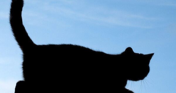 Freigänger unter den Hauskatzen und ihre verwilderten Artgenossen sollen nach dem Willen der Stadt Ludwigsburg künftig kastriert Freigänger unter den Hauskatzen und ihre verwilderten Artgenossen sollen nach dem Willen der Stadt Ludwigsburg künftig kastriert werden.