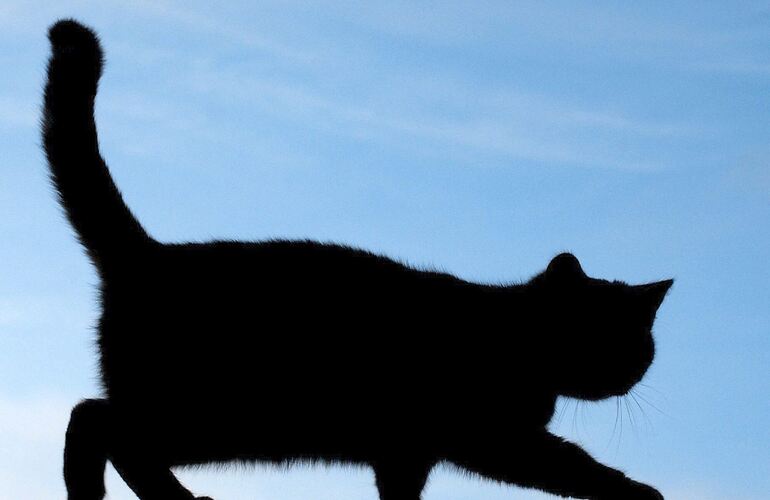 Freigänger unter den Hauskatzen und ihre verwilderten Artgenossen sollen nach dem Willen der Stadt Ludwigsburg künftig kastriert Freigänger unter den Hauskatzen und ihre verwilderten Artgenossen sollen nach dem Willen der Stadt Ludwigsburg künftig kastriert werden.