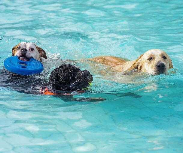 Hundeschwimmen zum Saisonabschluss im Freibad: In Bietigheim wird das am 21. September angeboten, in Ludwigsburg am 3. Oktober.