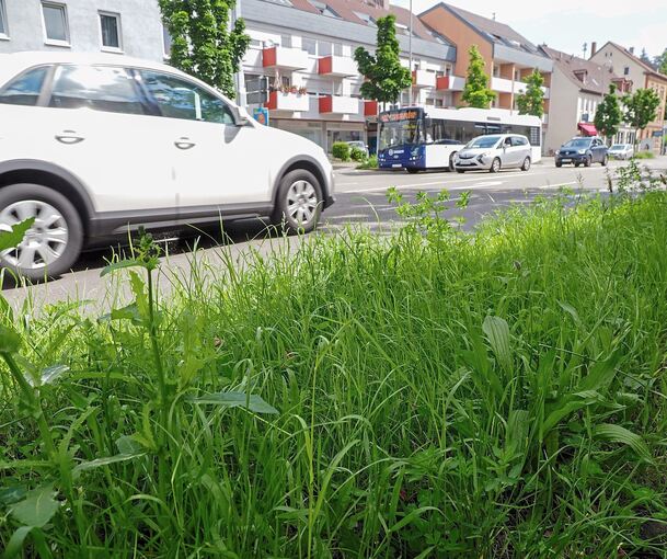 An manchen Straßen – hier die Schorndorfer Straße Ecke Alt-Württemberg-Allee – wächst nicht nur Gras, sondern auch Löwenzahn und Klee.