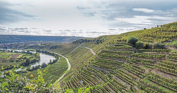 Der Käsberg in Mundelsheim: Gute Ideen zum Erhalt der Steillagen sind gefragt. Eine Kulisse mit Weinberg-Steillagen und dem Neckar ist zu sehen.