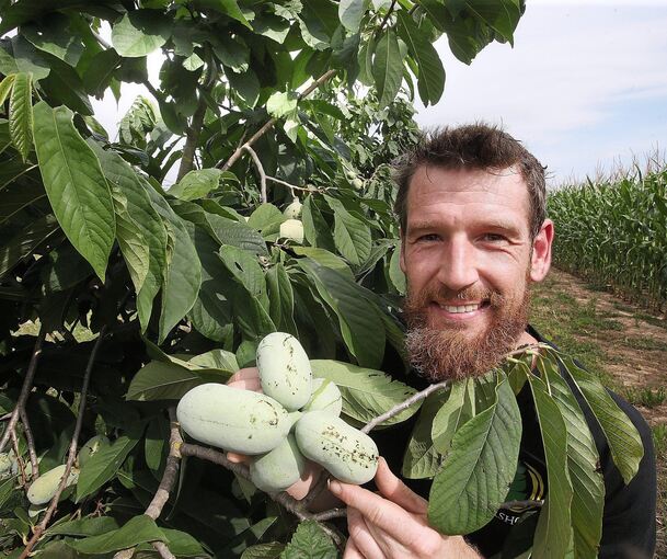 Die Früchte der Indianerbanane sind noch hellgrün. Philipp Weigel ist froh, dass er mit seinen exotischen Bäumen Geduld hatte.