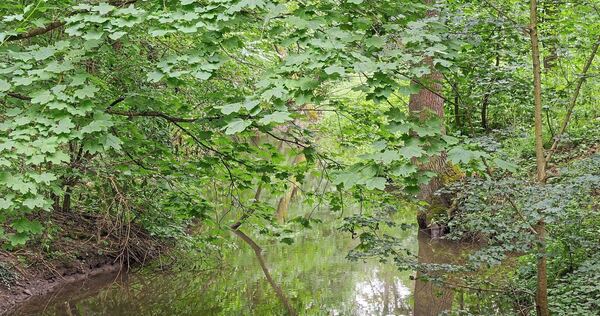 Das Landratsamt hat verfügt, dass aus Flüssen und Bächen kein Wasser mehr entnommen werden darf. Das Landratsamt hat verfügt, dass aus Flüssen und Bächen kein Wasser mehr entnommen werden darf.