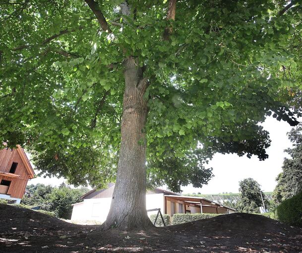 Neben dem Radsportvereinsheim ist ein Bike-Garten mit Bewirtung geplant. Es heißt, dass diese Linde erhalten bleiben sol. l.