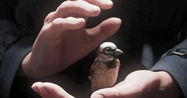 Mehrfach preisgekrönt: Der Animationskurzfilm „A Sparrow‘s Song“ von Tobias Eckerlin. Mehrfach preisgekrönt: Der Animationskurzfilm „A Sparrow‘s Song“ von Tobias Eckerlin.