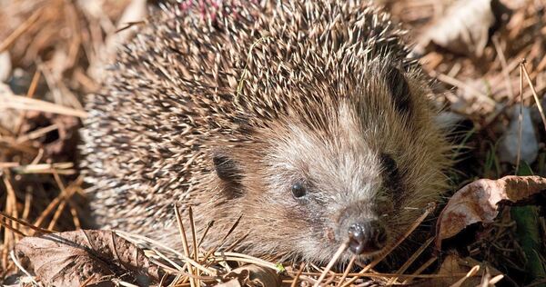Viele Igel brauchen im Herbst und Winter Hilfe. Viele Igel brauchen im Herbst und Winter Hilfe.
