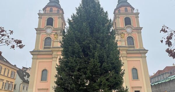 Diese Fichte aus Oßweil schmückt jetzt den Ludwigsburger Marktplatz. Diese Fichte aus Oßweil schmückt jetzt den Ludwigsburger Marktplatz.