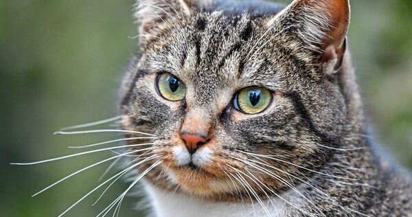 Freilaufende Katzen müssen ab 2027 in Großbottwar kastriert werden. Freilaufende Katzen müssen ab 2027 in Großbottwar kastriert werden.