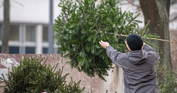 Der Weihnachtsbaum hat ausgedient: Es gibt zahlreiche Entsorgungsmöglichkeiten in Ludwigsburg und im Landkreis. Der Weihnachtsbaum hat ausgedient: Es gibt zahlreiche Entsorgungsmöglichkeiten in Ludwigsburg und im Landkreis.