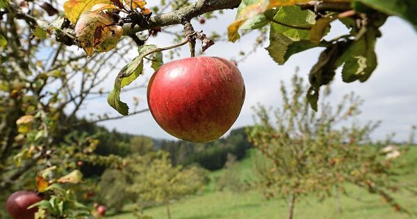 Streuobstwiesen schützen das Klima. Streuobstwiesen schützen das Klima.