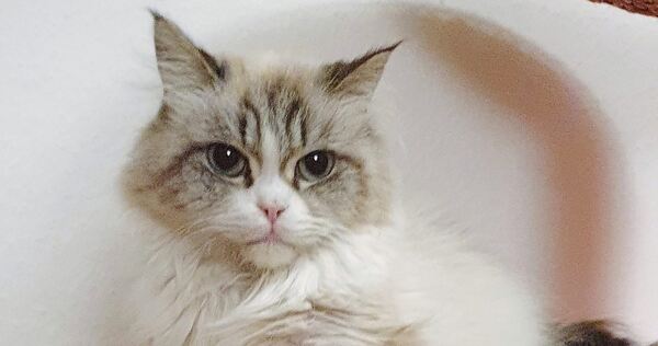 Kater Freddy geht es wieder gut. Dank einer großzügigen Spende können nun auch die restlichen Behandlungskosten bezahlt werden. Kater Freddy geht es wieder gut. Dank einer großzügigen Spende können nun auch die restlichen Behandlungskosten bezahlt werden.