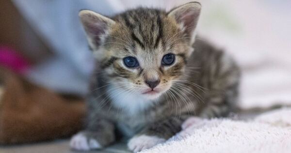 Katzenbabys in Bach ausgesetzt Katzenbabys in Bach ausgesetzt