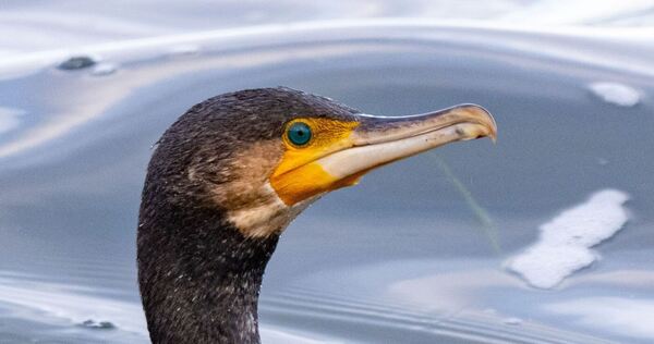 Kormoran Kormoran