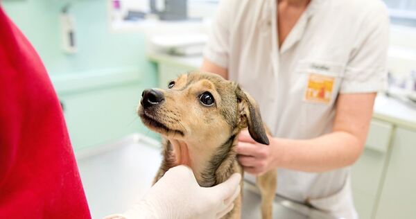 Immer mehr Tiere und ungeduldige Patienten sorgen für Stress in den Tierarztpraxen. Immer mehr Tiere und ungeduldige Patienten sorgen für Stress in den Tierarztpraxen.