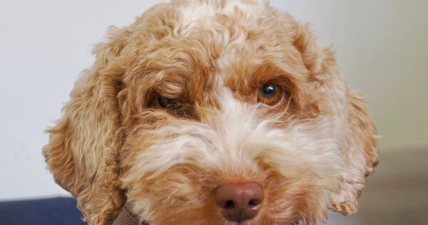 Schulhund im Einsatz: Ela unterstützt Schulsozialarbeiterin Zeynep Atak im schulischen Alltag. Schulhund im Einsatz: Ela unterstützt Schulsozialarbeiterin Zeynep Atak im schulischen Alltag.