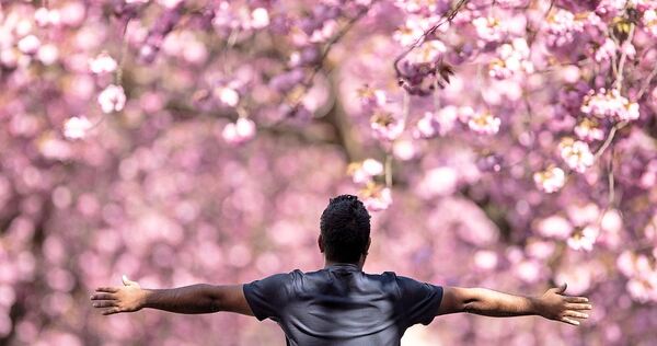 Die rosa Blüten sind ein beliebtes Fotomotiv im Frühling. Die rosa Blüten sind ein beliebtes Fotomotiv im Frühling.