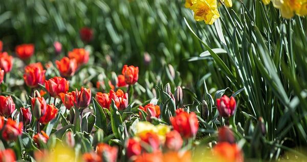Im April werden hauptsächlich Tulpen und Narzissen angeboten. Im April werden hauptsächlich Tulpen und Narzissen angeboten.