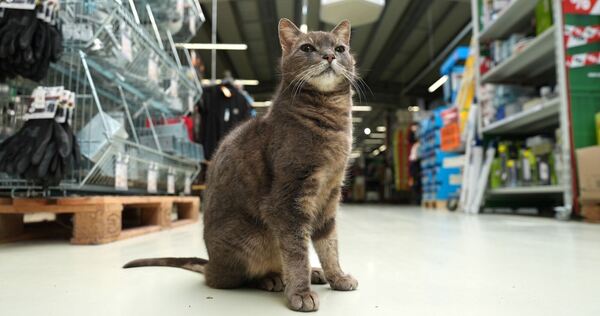 Katze "Lotti" lebt in Baumarkt Katze "Lotti" lebt in Baumarkt