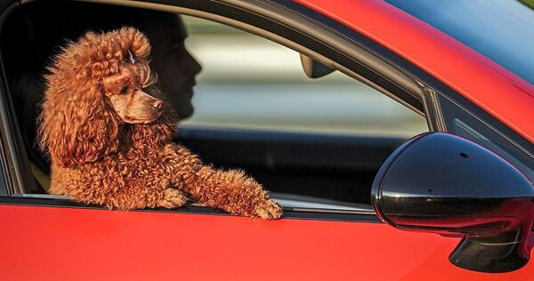 Tierhalter müssen sich bei dem Transport von Tieren an Regeln halten. Tierhalter müssen sich bei dem Transport von Tieren an Regeln halten.