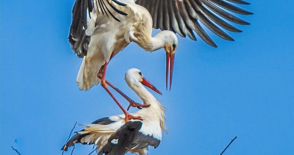 Imposanter Landeanflug: Die Störche auf dem Dach des Großbottwarer Rathauses fühlen sich mittlerweile offenbar heimisch. Imposanter Landeanflug: Die Störche auf dem Dach des Großbottwarer Rathauses fühlen sich mittlerweile offenbar heimisch.