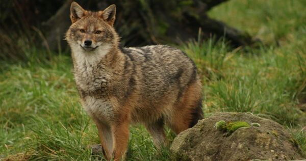 Goldschakal im Zoo Goldschakal im Zoo
