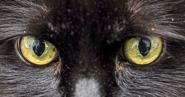 Allein im vergangenen Jahr hat das Tierheim in Ludwigsburg 152 wild lebende Katzen registriert. Allein im vergangenen Jahr hat das Tierheim in Ludwigsburg 152 wild lebende Katzen registriert.