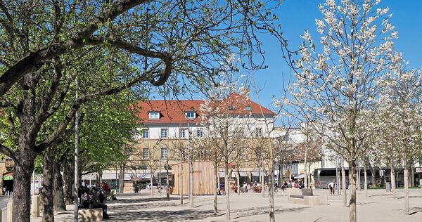 Die blühenden Vogelkirschen haben den Frühling auf dem Platz eingeläutet. Die Blauglockenbäume sollen folgen. Die blühenden Vogelkirschen haben den Frühling auf dem Platz eingeläutet. Die Blauglockenbäume sollen folgen.