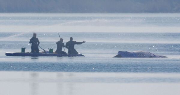 Rettungsaktion für den Buckelwal Rettungsaktion für den Buckelwal