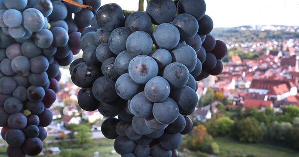 Wein und Weinbau stehen im Fokus des kommenden Wochenendes in Besigheim: Freitag und Samstag findet „Gläsle im Sträßle“ statt un Wein und Weinbau stehen im Fokus des kommenden Wochenendes in Besigheim: Freitag und Samstag findet „Gläsle im Sträßle“ statt und am Sonntag der zweite Besigheimer Steillagentag. Eine Podiumsdiskussion des NEB am Samstagnachmittag rundet die Thematik