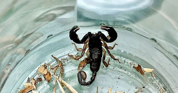 Walldorfer findet Skorpion auf Balkon Walldorfer findet Skorpion auf Balkon