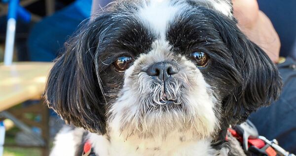 Schaut er zufrieden? Bei der Eröffnung der Oßweiler Hundewiese. Schaut er zufrieden? Bei der Eröffnung der Oßweiler Hundewiese.