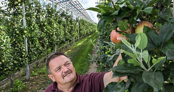 Oben Strom, unten Landwirtschaft: Obstbauer Hubert Bernhard in Kressbronn am Bodensee in seiner Apfelplantage. Über der Plantage Oben Strom, unten Landwirtschaft: Obstbauer Hubert Bernhard in Kressbronn am Bodensee in seiner Apfelplantage. Über der Plantage ist eine Agri-Photovoltaik-Anlage installiert, die der Stromerzeugung dient.