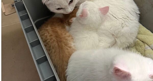 Endlich in Sicherheit: Die ausgesetzte Katzenmama mit ihren drei Katzenkindern. Endlich in Sicherheit: Die ausgesetzte Katzenmama mit ihren drei Katzenkindern.