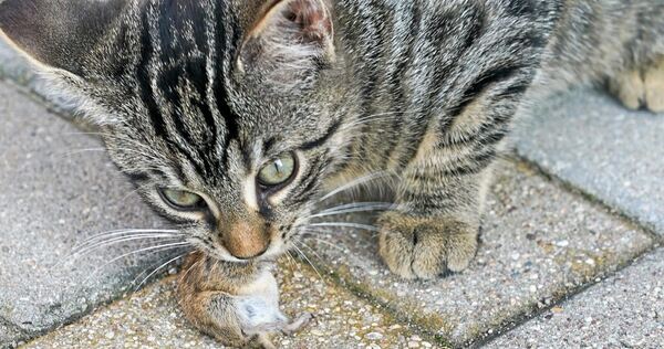 Nicht nur, weil sie Mäuse fangen, gelten für Katzen auf der Eberdinger Gemarkung nun strenge Regeln. Nicht nur, weil sie Mäuse fangen, gelten für Katzen auf der Eberdinger Gemarkung nun strenge Regeln.