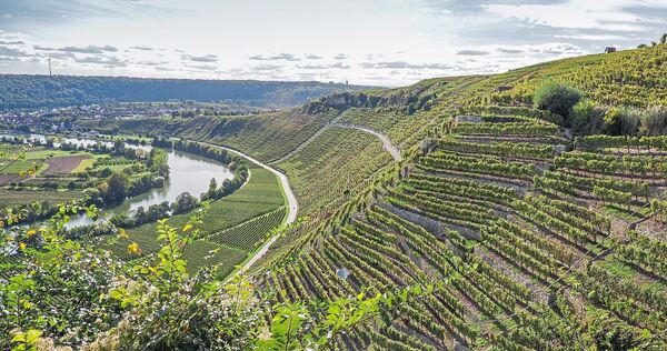 Die Steillagen am Käsberg über dem Neckar: Für den Kreis Ludwigsburg bietet der Weinbau Tourismus-Potenzial. Bei den Übernachtun Die Steillagen am Käsberg über dem Neckar: Für den Kreis Ludwigsburg bietet der Weinbau Tourismus-Potenzial. Bei den Übernachtungszahlen dominiert Stuttgart die Region.