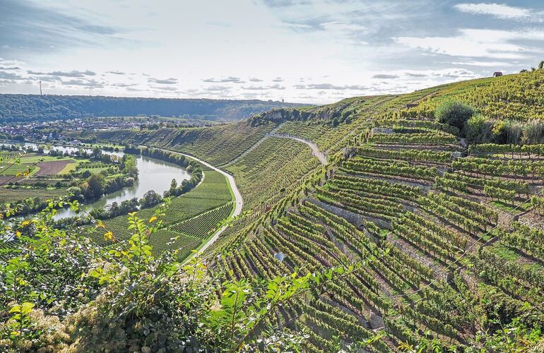 Die Steillagen am Käsberg über dem Neckar: Für den Kreis Ludwigsburg bietet der Weinbau Tourismus-Potenzial. Bei den Übernachtun Die Steillagen am Käsberg über dem Neckar: Für den Kreis Ludwigsburg bietet der Weinbau Tourismus-Potenzial. Bei den Übernachtungszahlen dominiert Stuttgart die Region.