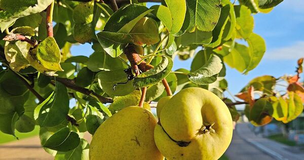 Der alte Baum in Heimerdingen trägt regelmäßig Früchte. Der alte Baum in Heimerdingen trägt regelmäßig Früchte.