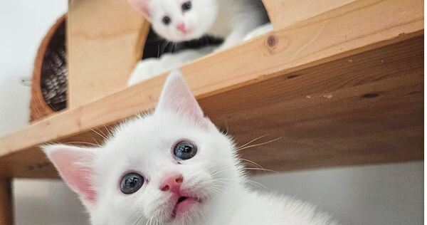 Diese beiden Geschwisterchen, die zusammenbleiben möchten, suchen ein liebevolles Zuhause. Diese beiden Geschwisterchen, die zusammenbleiben möchten, suchen ein liebevolles Zuhause.