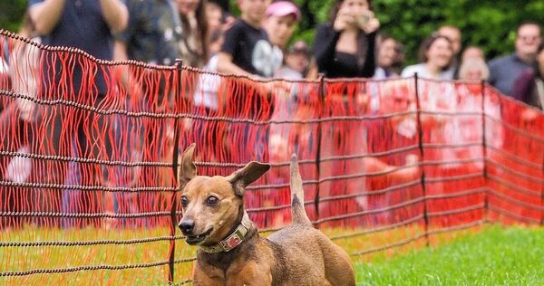 Fotos wie diese würde es nicht geben, wenn es nach dem Willen der Tierrechtsorganisation Peta geht. Fotos wie diese würde es nicht geben, wenn es nach dem Willen der Tierrechtsorganisation Peta geht.
