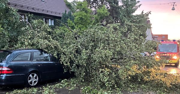 Durch den Sturm sind mehrere Bäume umgestürzt – hier ein Foto aus Ludwigsburg. Durch den Sturm sind mehrere Bäume umgestürzt – hier ein Foto aus Ludwigsburg.