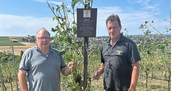 Kahlschlag am Alten Berg: Die Superzelle ist über den Weinberg von Horst und Jürgen Stegmaier (rechts) hinweggefegt. Kahlschlag am Alten Berg: Die Superzelle ist über den Weinberg von Horst und Jürgen Stegmaier (rechts) hinweggefegt.