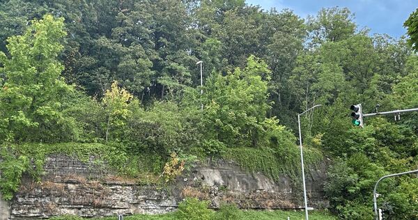 Am Gämsenberg entlang der Marbacher Straße müssen Bäume gefällt werden. Am Gämsenberg entlang der Marbacher Straße müssen Bäume gefällt werden.