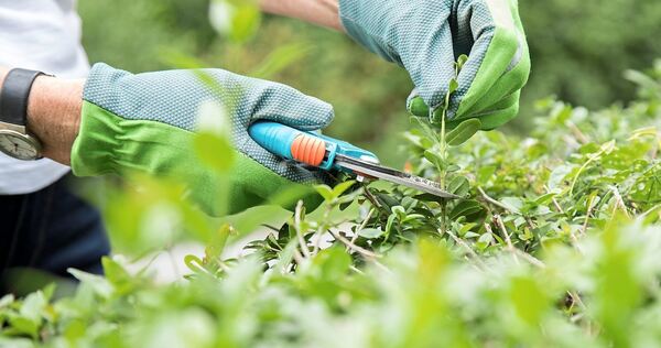 Wann dürfen Hecken zurückgeschnitten werden? Das regelt das Bundesnaturschutzgesetz. Wann dürfen Hecken zurückgeschnitten werden? Das regelt das Bundesnaturschutzgesetz.