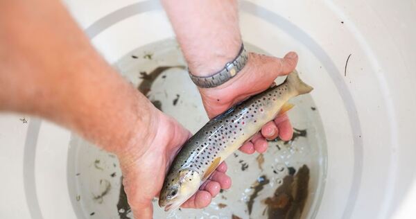 Aktion zum Retten von Fischen in Freiburg Aktion zum Retten von Fischen in Freiburg