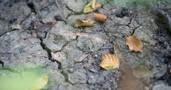 «Sieht aus wie Herbst» – Trockenheit plagt botanische Gärten «Sieht aus wie Herbst» – Trockenheit plagt botanische Gärten