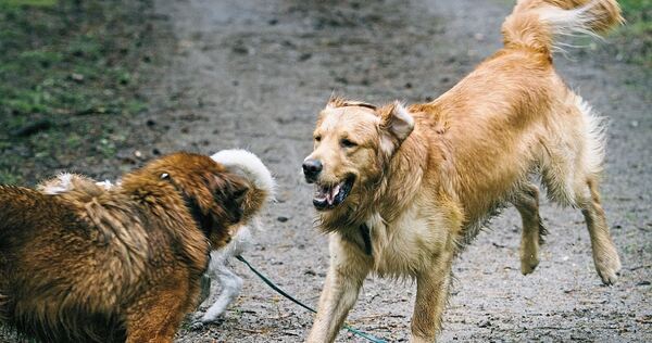 Wer in Großbottwar mit seinem Hund spazieren geht, sollte aktuell besonders aufmerksam sein und das Tier an der Leine führen. Wer in Großbottwar mit seinem Hund spazieren geht, sollte aktuell besonders aufmerksam sein und das Tier an der Leine führen.