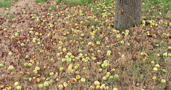 Auf vielen Streuobstwiesen fallen derzeit die kleinen Äpfel vom Baum, weil sie nicht mehr versorgt werden können. Auf vielen Streuobstwiesen fallen derzeit die kleinen Äpfel vom Baum, weil sie nicht mehr versorgt werden können.